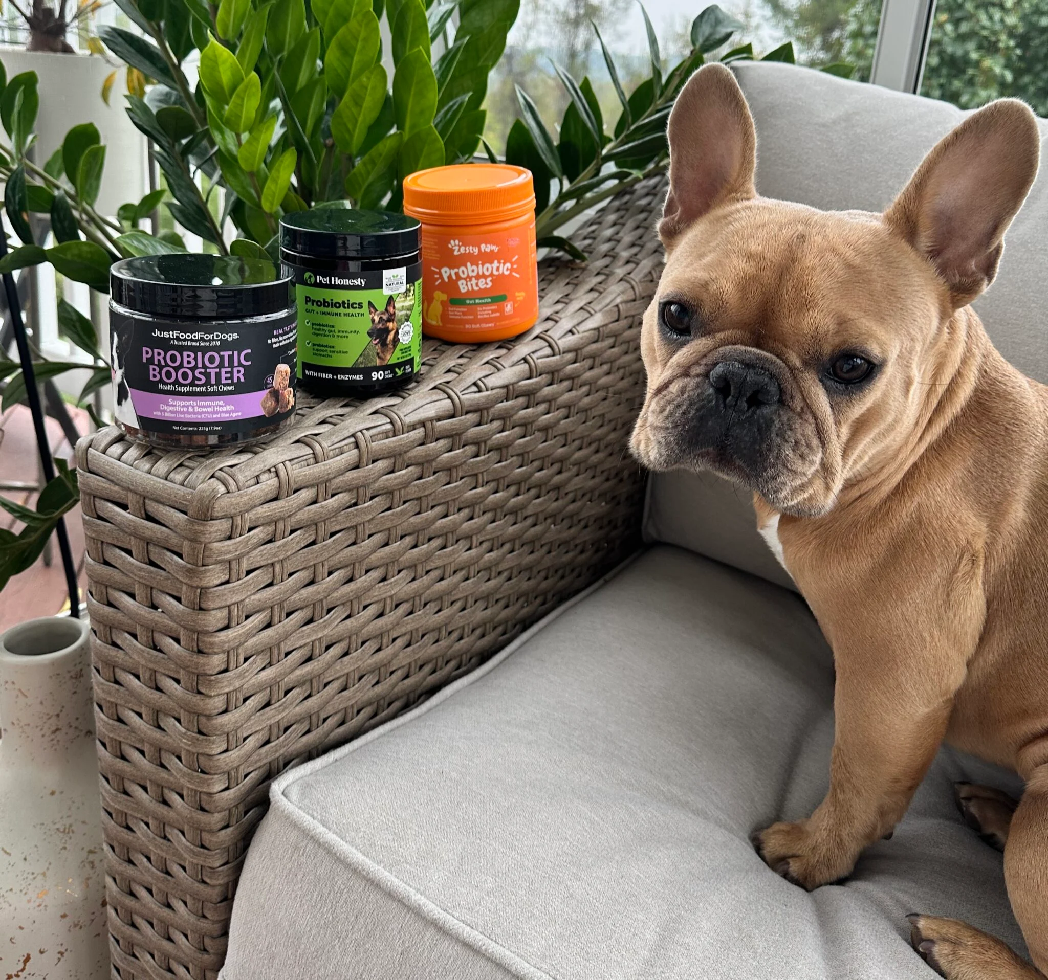 I Tried Three Popular Dog Probiotics—Here's the One My Frenchie (and his gut) Loved The Most